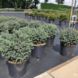 Ель канадская Эхиниформис (Picea glauca 'Echiniformis')