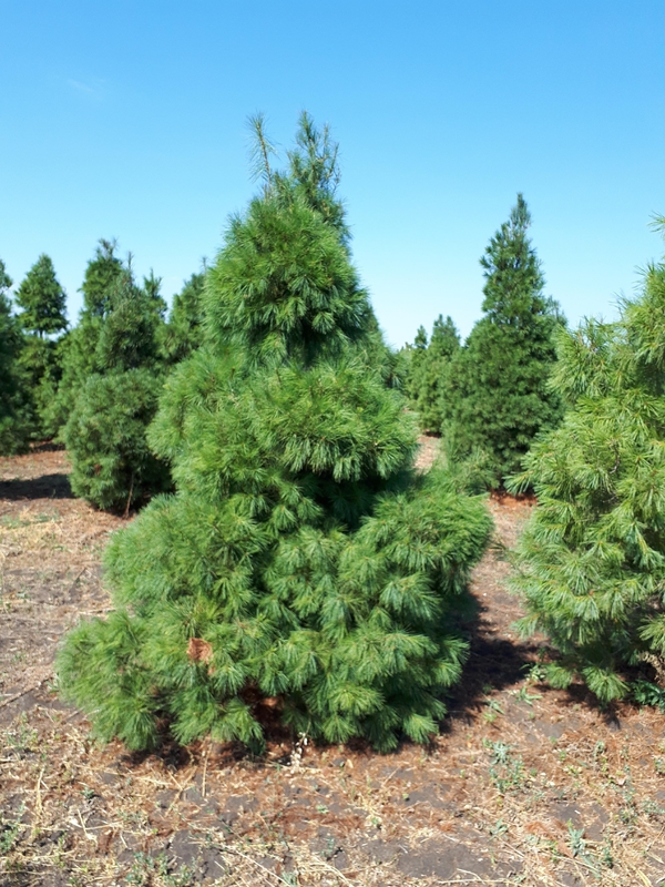 Сосна веймутова (Pinus strobus) Экстра