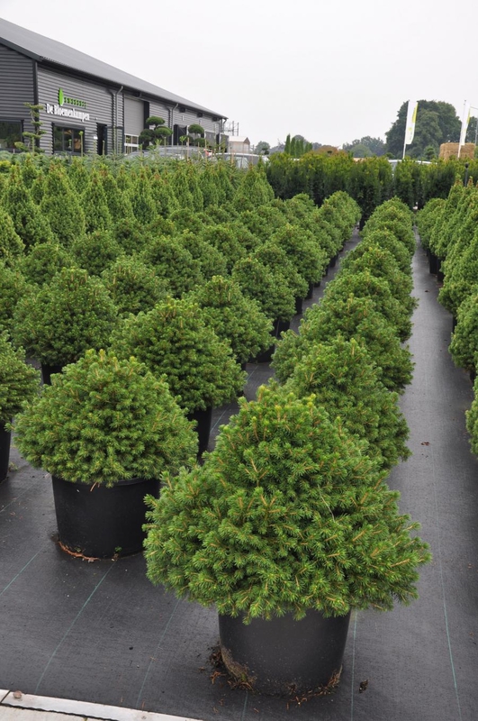 Ель обыкновенная Томпа (Picea abies 'Tompa')