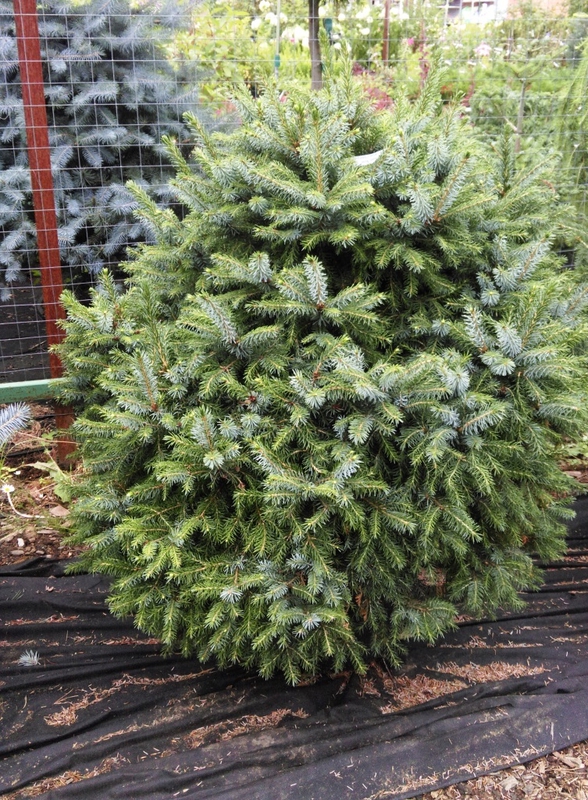 Ель сербская Нана (Picea omorika 'Nana')