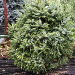Ель сербская Нана (Picea omorika 'Nana')