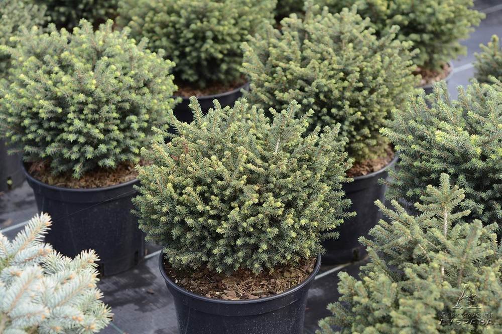 Ель сербская Карел (Picea omorika 'Karel')