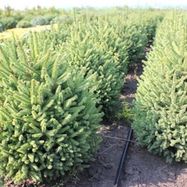 Ель обыкновенная Компакта (Picea abies 'Compacta')