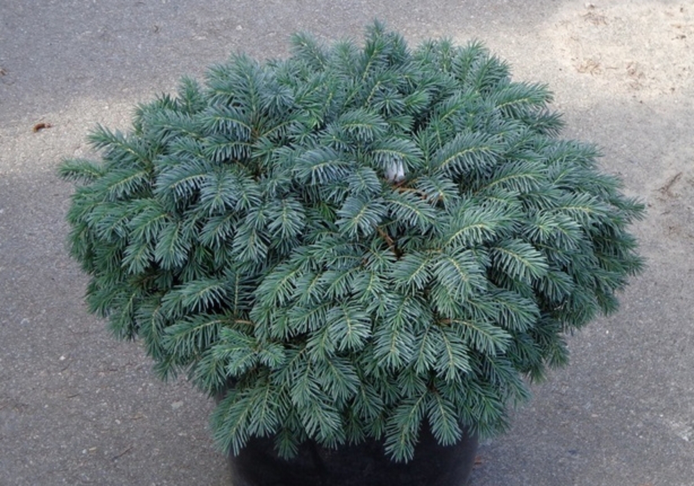 Ель обыкновенная Вальдбрунн (Picea abies 'Waldbrunn')