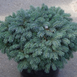Ель обыкновенная Вальдбрунн (Picea abies 'Waldbrunn')