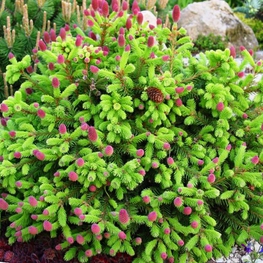 Ель обыкновенная Пуш (Picea abies 'Push')