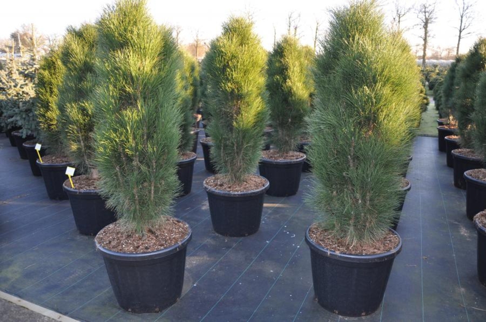 Сосна черная Грин Тауэр (Pinus nigra 'Green Tower')