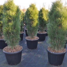 Сосна черная Грин Тауэр (Pinus nigra 'Green Tower')