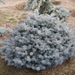 Ель колючая Монтгомери (Picea pungens 'Montgomery')