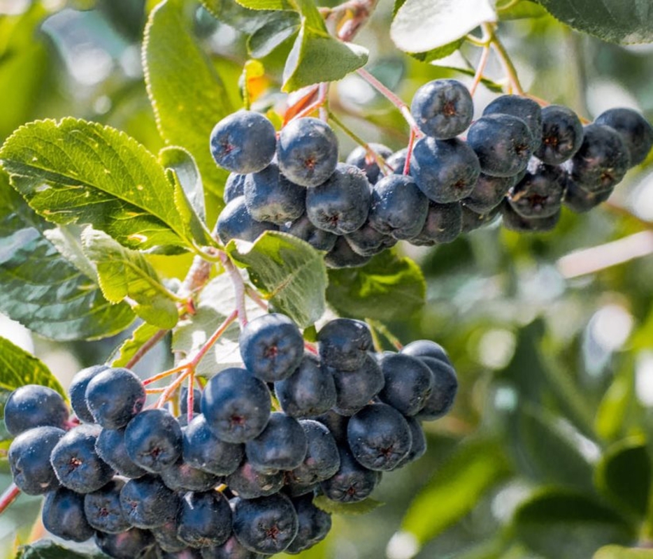 Арония черноплодная Истленд (Aronia melanocarpa 'Eastland')