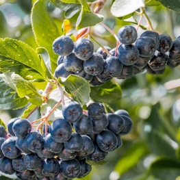 Арония черноплодная Истленд (Aronia melanocarpa 'Eastland')
