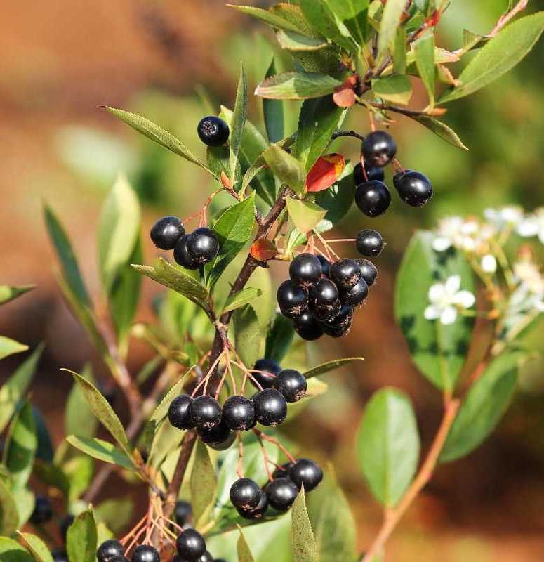 Арония черноплодная Хугин (Aronia melanocarpa 'Hugin')