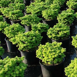 Пихта бальзамическая Нана (Abies balsamea 'Nana')