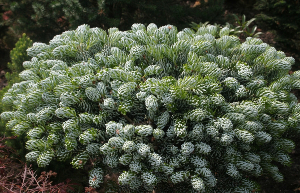 Пихта корейская Кохоутс Айсбрекер (Abies koreana 'Kohout\'s Icebreaker')