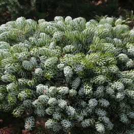 Пихта корейская Кохоутс Айсбрекер (Abies koreana 'Kohout\'s Icebreaker')