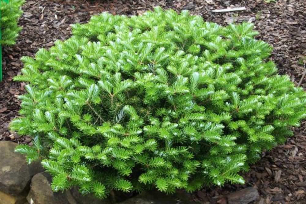 Пихта корейская Грин Карпет (Abies koreana 'Green Carpet')