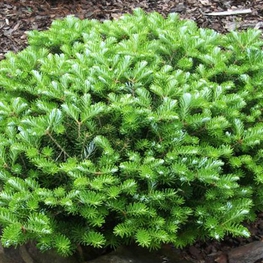 Пихта корейская Грин Карпет (Abies koreana 'Green Carpet')