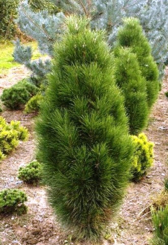Сосна черная Пирамидалис (Pinus nigra 'Pyramidalis')