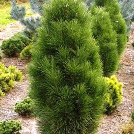 Сосна черная Пирамидалис (Pinus nigra 'Pyramidalis')