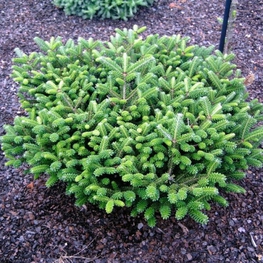 Пихта корейская Оберон (Abies koreana 'Oberon')