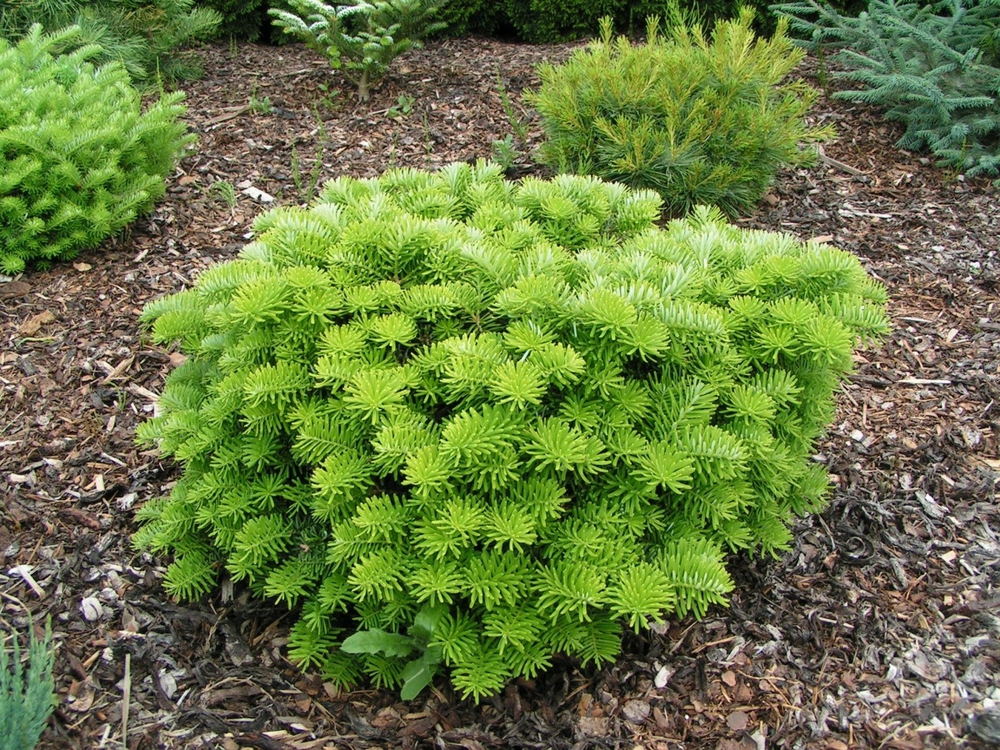 Пихта корейская Тундра (Abies koreana 'Tundra')