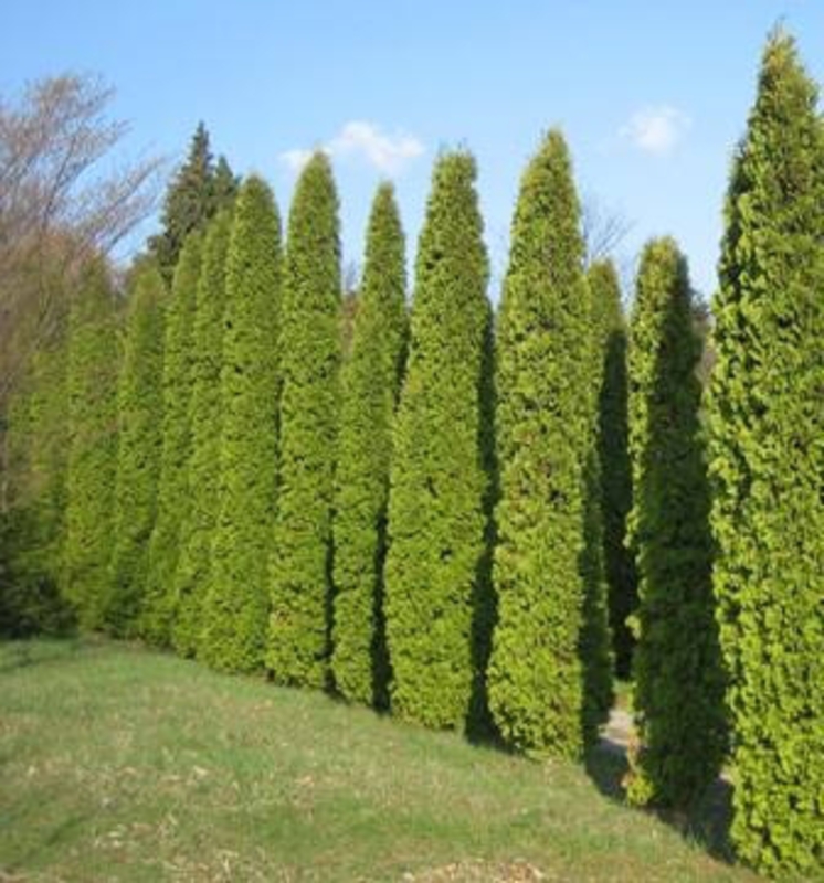 Туя западная Малониана (Thuja occidentalis 'Malonyana')