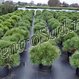 Сосна черная Хорнибрукиана (Pinus nigra 'Hornibrookiana')