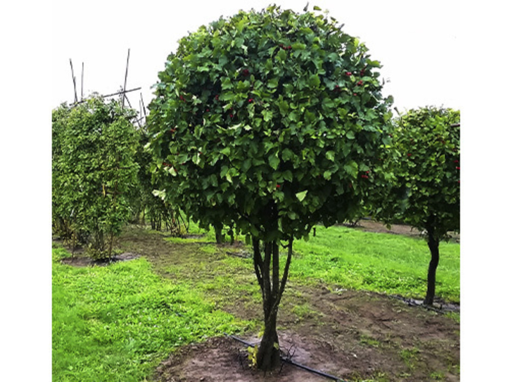 Боярышник кроваво-красный (Crataegus sanguinea)
