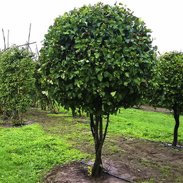 Боярышник кроваво-красный (Crataegus sanguinea)