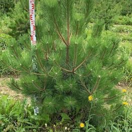 Сосна черная "Pinus nigra"