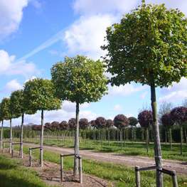 Липа крупнолистная (Tilia platyphyllos)