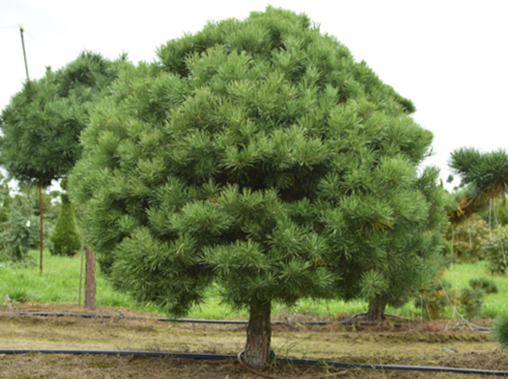 Сосна обыкновенная (Pinus sylvestris)