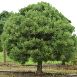 Сосна обыкновенная (Pinus sylvestris)