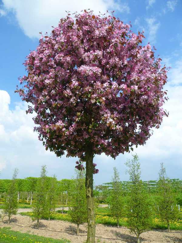 Яблоня гибридная Рудольф (Malus x hybrida 'Rudolph')