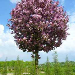 Яблоня гибридная Рудольф (Malus x hybrida 'Rudolph')