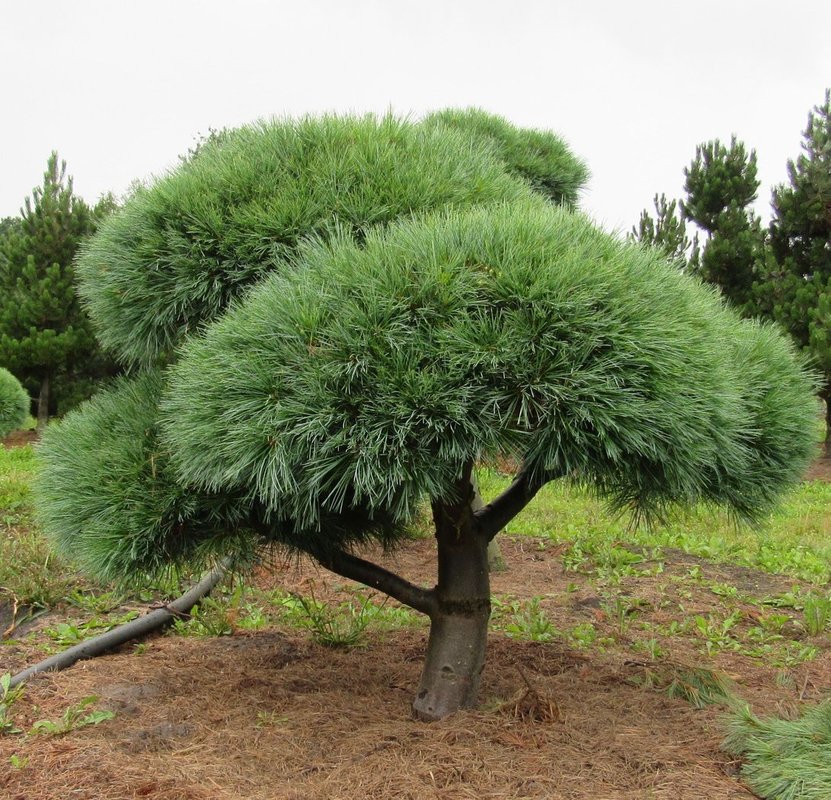 Сосна веймутова Радиата (Pinus strobus 'Radiata')