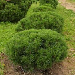Сосна горная Карикоми (Pinus mugo 'Karikomi') КАРИКОМИ