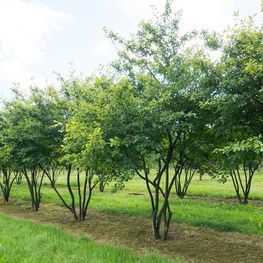 Ирга овальнолистная (Amelanchier ovalis)