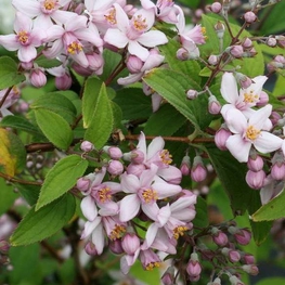 Дейция гибридная Монт Роуз (Deutzia x hybrida 'Mont Rose')