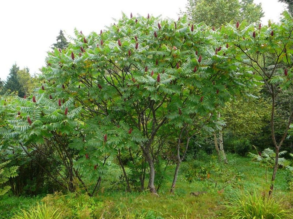 Сумах уксусный (Rhus typhina)
