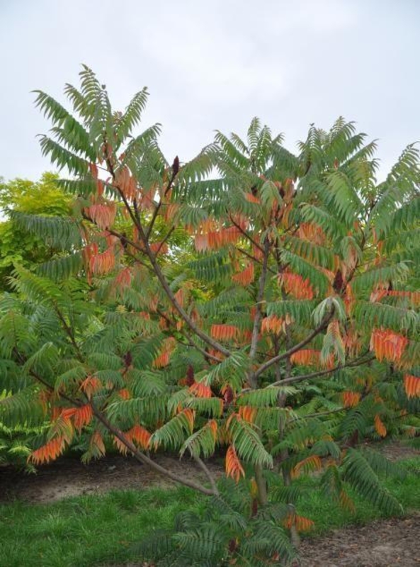 Сумах оленерогий (Rhus typhina)