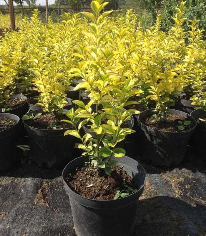 Бирючина овальнолистная Ауреум (Ligustrum ovalifolium 'Aureum')