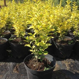 Бирючина овальнолистная Ауреум (Ligustrum ovalifolium 'Aureum')