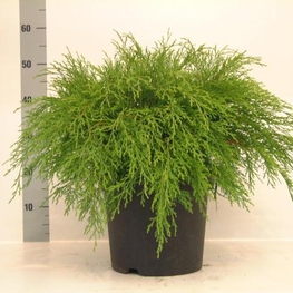 Кипарисовик горохоплодный Филифера Нана (Chamaecyparis pisifera 'Filifera Nana')