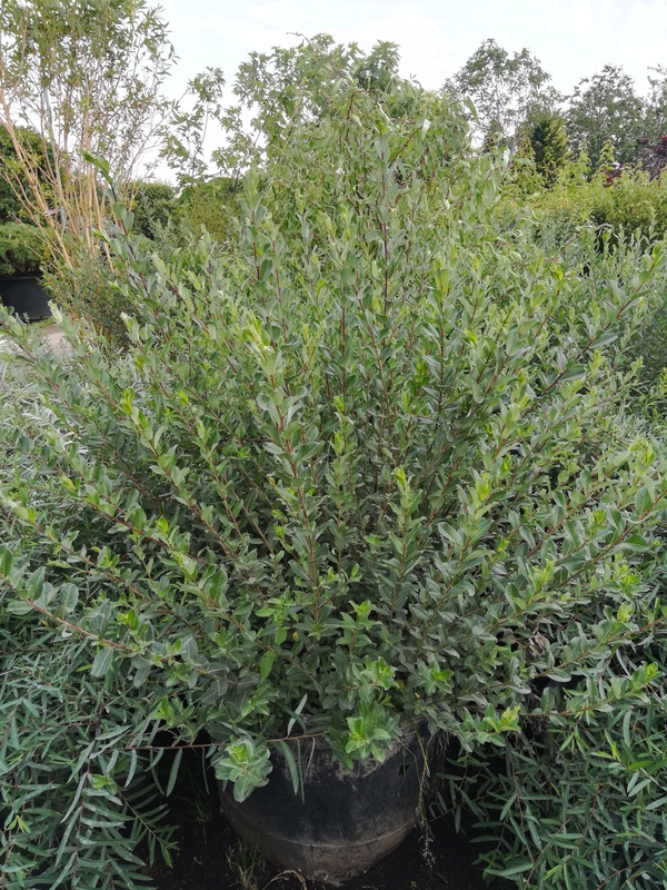 Ива ползучая Аргентеа (Salix repens 'Argentea')