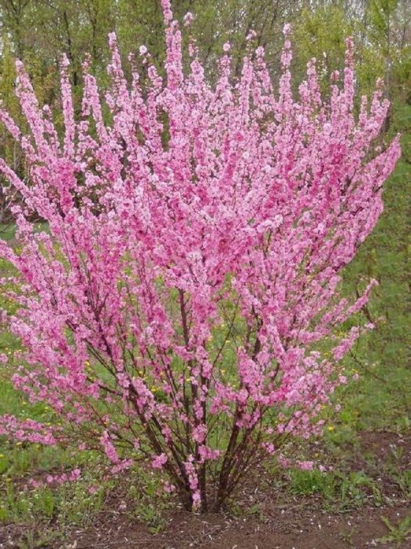 Миндаль трехлопастный Веснянка (Louiseania triloba 'Vesnyanka')