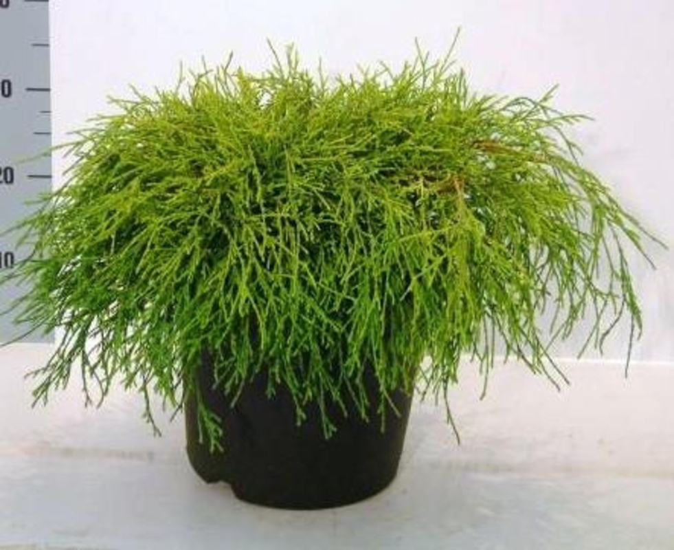 Кипарисовик горохоплодный "Filifera Aurea"