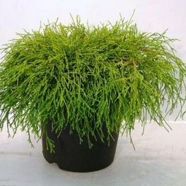 Кипарисовик горохоплодный "Filifera Aurea"