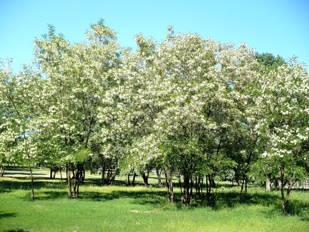 Акация белая (Robinia pseudoacacia)