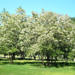 Акация белая (Robinia pseudoacacia)